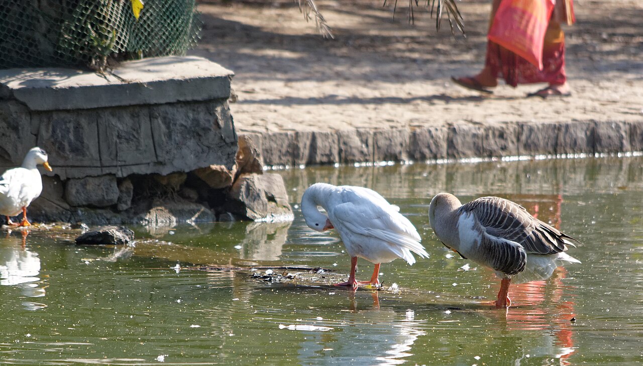Photograph of Lodhi Gardens, Delhi
